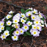 Москва. Ботанический сад МГУ. :: Наташа ***** Москва. Ботанический сад МГУ. :: Наташа *****