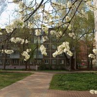 Вишня над городом :: Елена Семигина