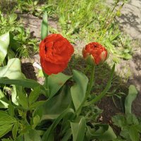 Весенний интерьер :: Елена Семигина Весенний интерьер :: Елена Семигина