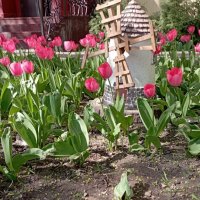 Тюльпаны :: Елена Семигина