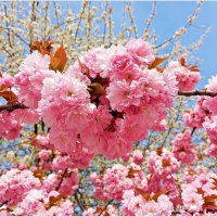 Картинка апреля. :: Валерия Комова