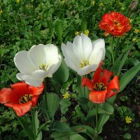 Тюльпаны :: Рита Симонова