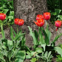 Тюльпаны :: Рита Симонова