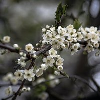 Цветёт абрикос :: Владимир Кроливец