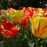 Море...цветов... :: Галина Море...цветов... :: Галина