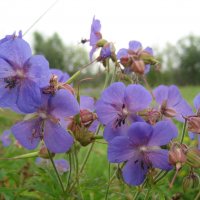 Герань :: Anna Ivanova