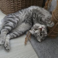 "Гуттаперчевый" Боря :: Ольга Довженко "Гуттаперчевый" Боря :: Ольга Довженко