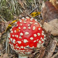 *** :: Виктор Котов
