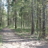 Весенний лес :: Татьяна Тюменка