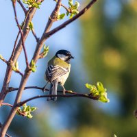 Синичка. :: Анатолий. Chesnavik. Синичка. :: Анатолий. Chesnavik.