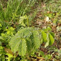 Утро :: ZiBerg 60