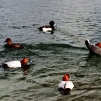 Красноголовые нырки :: Сапсан 