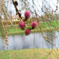 Лиственница :: Сапсан 