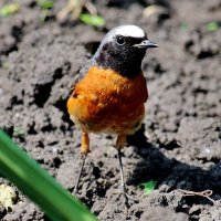 Горихвостка. :: Восковых Анна Васильевна Горихвостка. :: Восковых Анна Васильевна