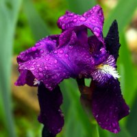 Зацвели ирисы :: Юрий. Шмаков