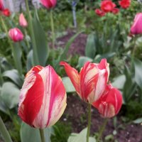 Сортовые тюпаны :: Татьяна Пальчикова