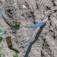 золотистые щурки. :: юрий макаров