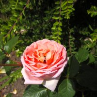 Самая ароматная роза :: Валентин Семчишин