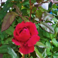 Бутоны  алой розы Флорибунда :: Валентин Семчишин