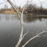 ....... :: Елена Шаламова