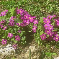 Весенний интерьер :: Елена Семигина