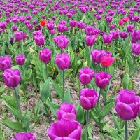 ,,, :: Сергей Тимоновский