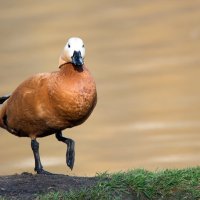 Огарь. :: Владимир Безбородов