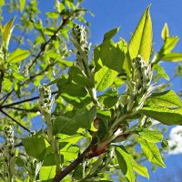 Зацвела черемуха – к холодам. :: Ольга Довженко