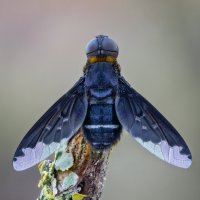 Муха Темнокрылка.(Hemipenthes velutina) :: Александр Григорьев