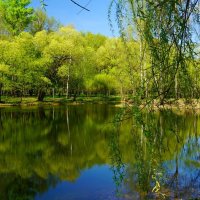 На Радужном пруду апрель :: Наталья Лакомова