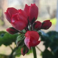 Герань :: Валентина Богатко 