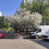 Весеннее утро :: Игорь Ч.