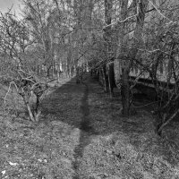 Тропинка :: Пересмешник .