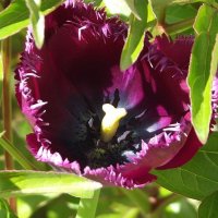 Тюльпан :: Freddy 97