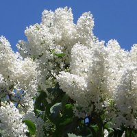 Ах, эта белая сирень! Нарядна, как невеста! :: Татьяна Смоляниченко