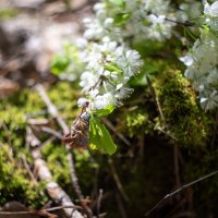 Майский :: sorovey Sol