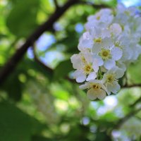 Цветы черёмухи. :: Игорь Родионов