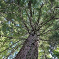 *** :: Sergey Grim *** :: Sergey Grim