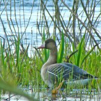 белолобый гусь :: gawrilа - dan