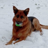 Давай поиграем :: Николай 