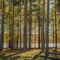 Весна на озере Сомино :: Александр Филатов