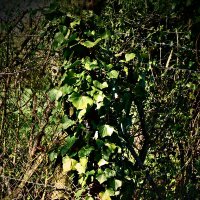 Весенние зарисовки 101 :: Алексей Кузнецов