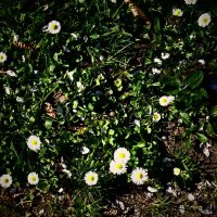 Весенние зарисовки 104 :: Алексей Кузнецов