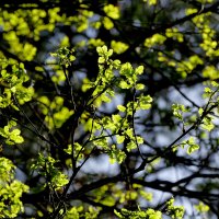 природа апреля 12 :: Александр Прокудин