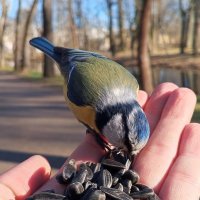 Лазоревка :: Сапсан 