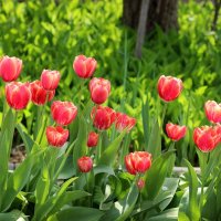 Вот и мои тюльпаны расцвели. :: Восковых Анна Васильевна 