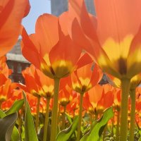 Такие разные, такие прекрасные! :: Pippa 