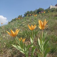 Такие разные, такие прекрасные! :: Pippa Такие разные, такие прекрасные! :: Pippa