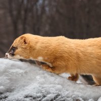 Колонок :: SanSan 