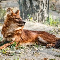 Красный волк :: SanSan 